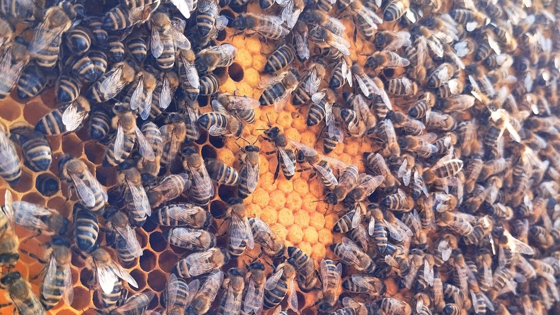 Titelbild Bienen